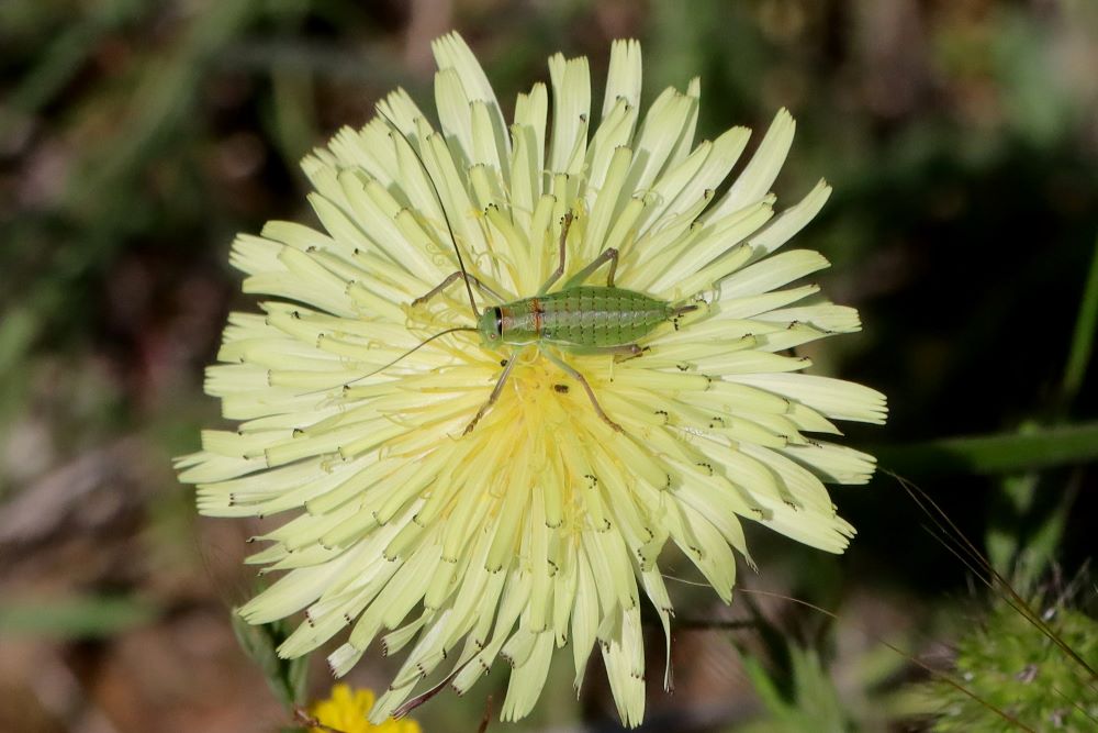 Ninfa di Bradyporidae. Probabile Ephippiger